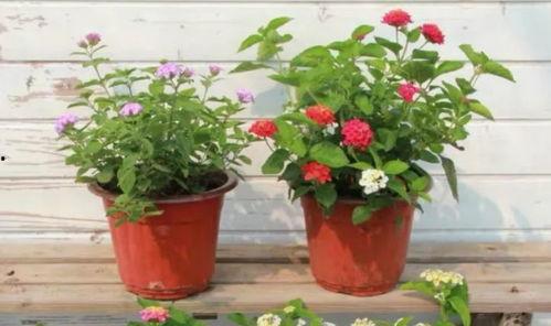 重庆陈先生最新爆料视频,揭秘事件背后惊人真相  第3张